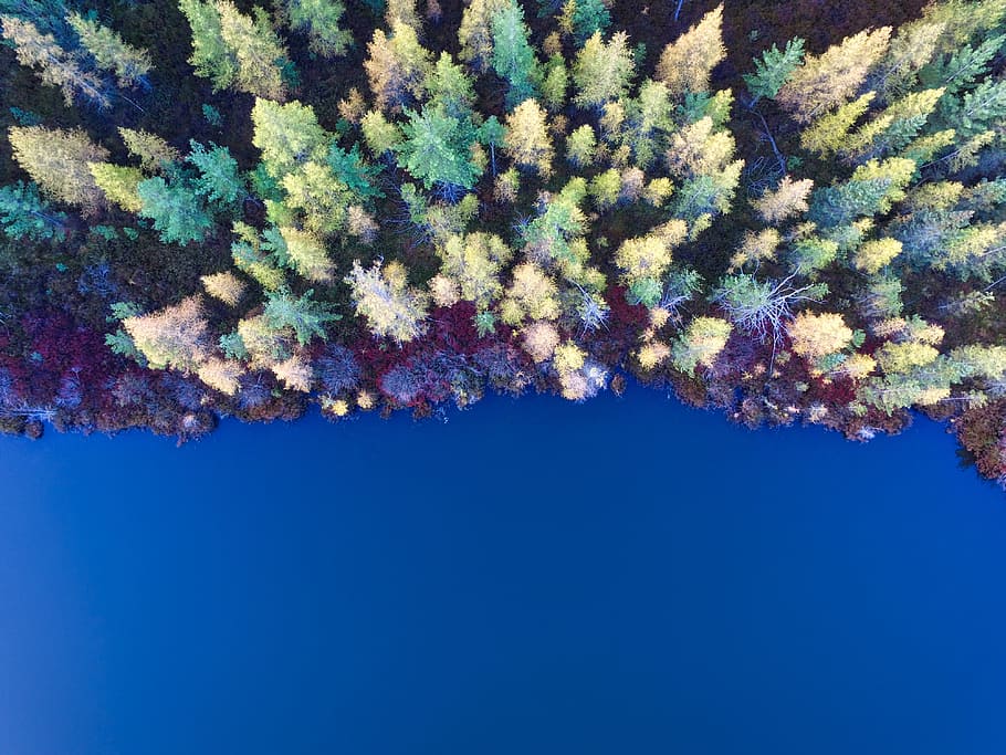 trees, clolorful, aerial, view, plant, forest, nature, fall HD wallpaper