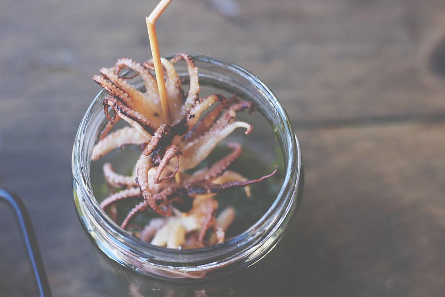 spain, barcelona, octopus, jar, meal, food, food and drink HD wallpaper