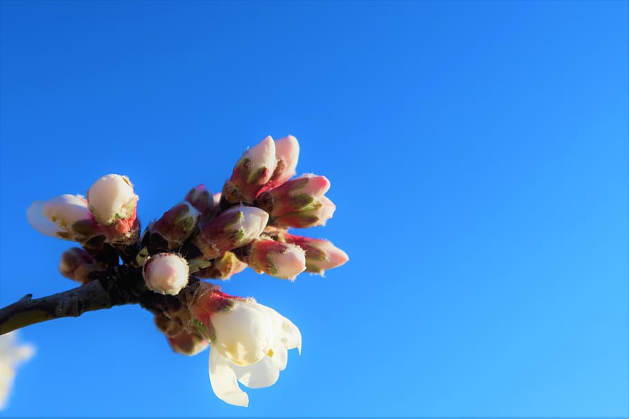 flower, almond, nature, tree, branch, spring, pink, white, plant HD wallpaper