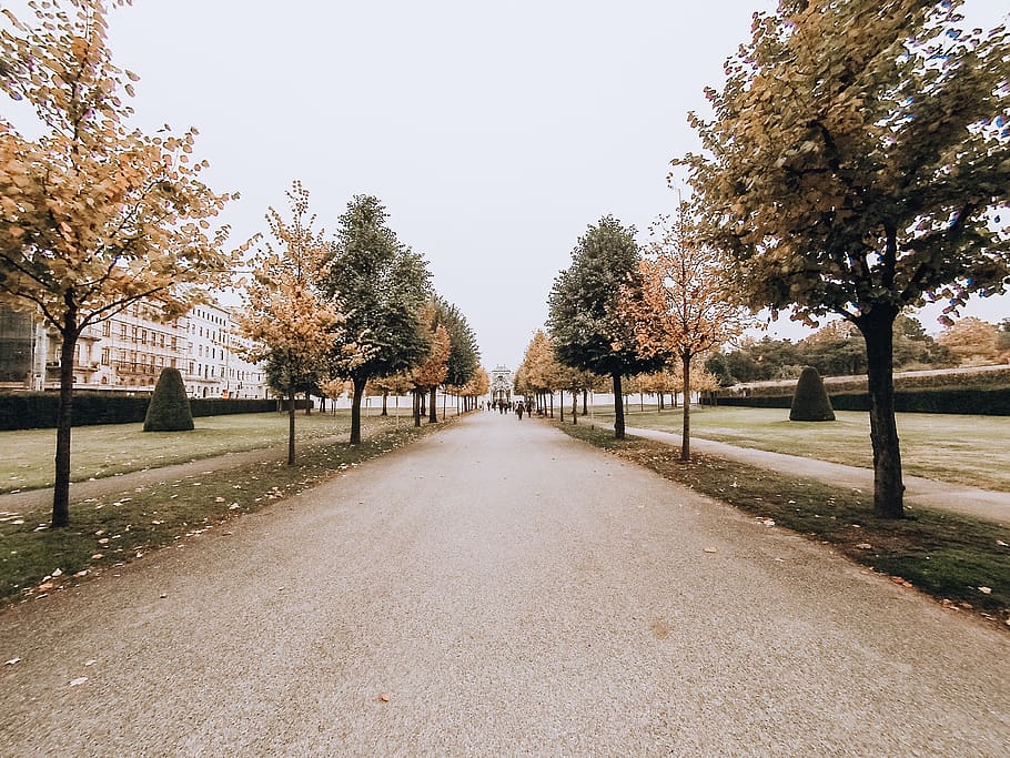austria, vienna, fall, autumn, leaves, europe, tree, plant HD wallpaper