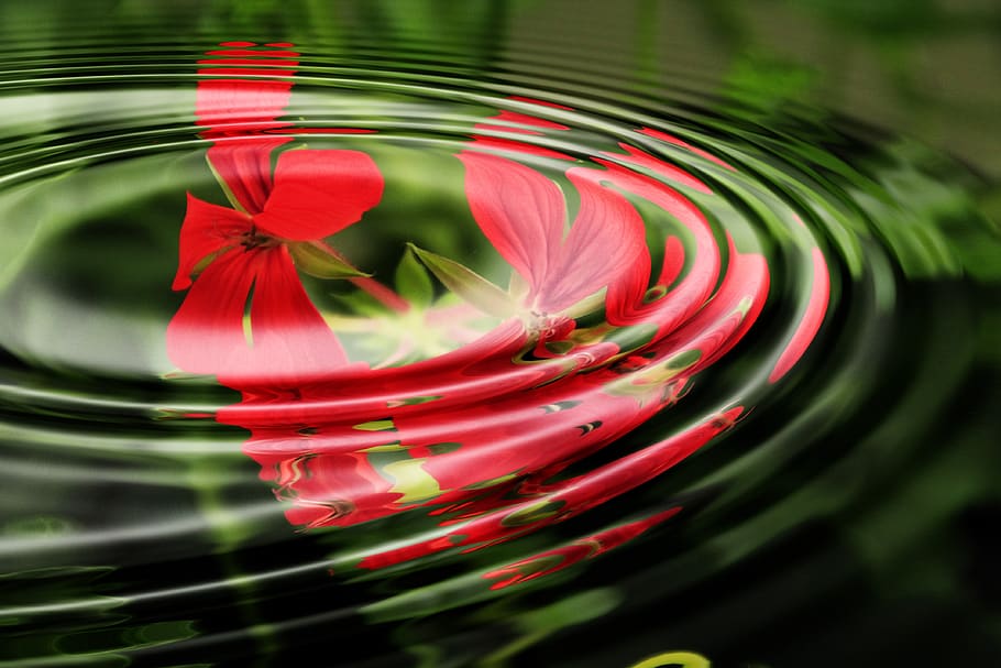 Red Flowers Under the Water, background, geranium, relaxation HD wallpaper