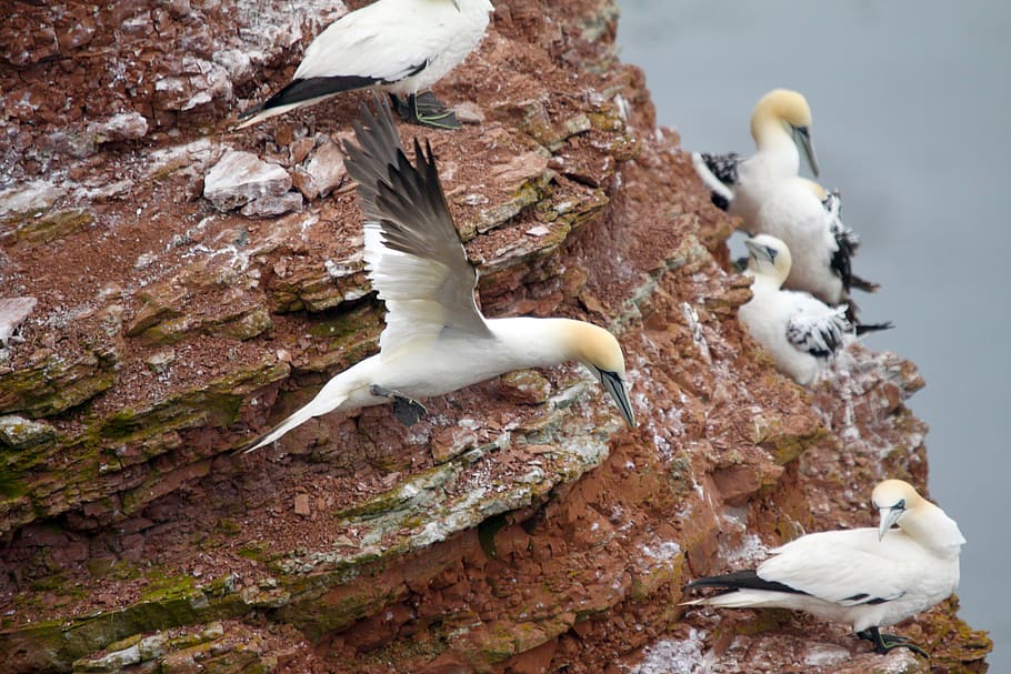 germany, mecklenburg, north sea, water, animals, birds, northern gannet, HD wallpaper