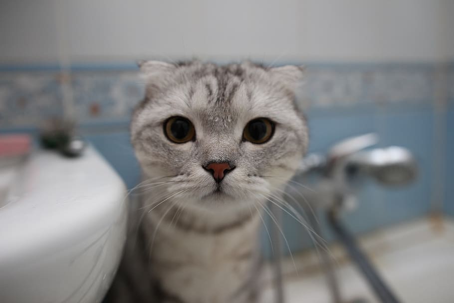 cat, muzzle, mustachioed, pet, mammal, animal themes, pets HD wallpaper