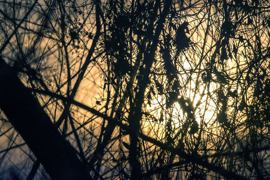 nature, sun, landscape, tree, plant, branch, silhouette, bare tree HD wallpaper