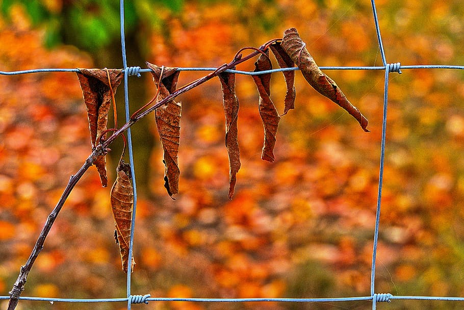 leaf, cherry sheets, fence, dry, autumn, leaves, leaf coloring HD wallpaper