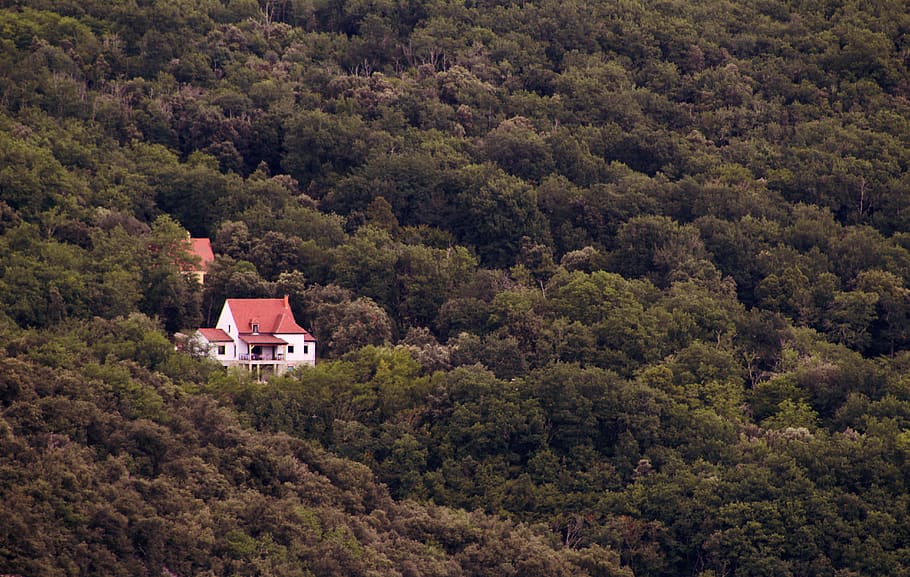 trees, forest, autumn, fall, house, rural, hill, home, lone HD wallpaper