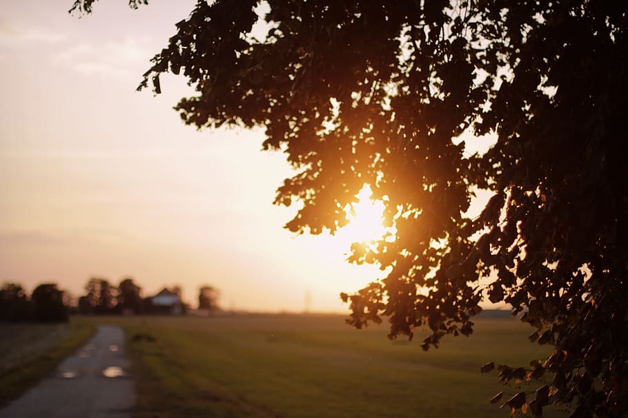 germany, sehnde, sunset, trees, plant, sky, nature, tranquility HD wallpaper