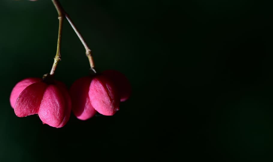 spindle, berry, autumn, nature, euonymus, bright, autumn colours, HD wallpaper
