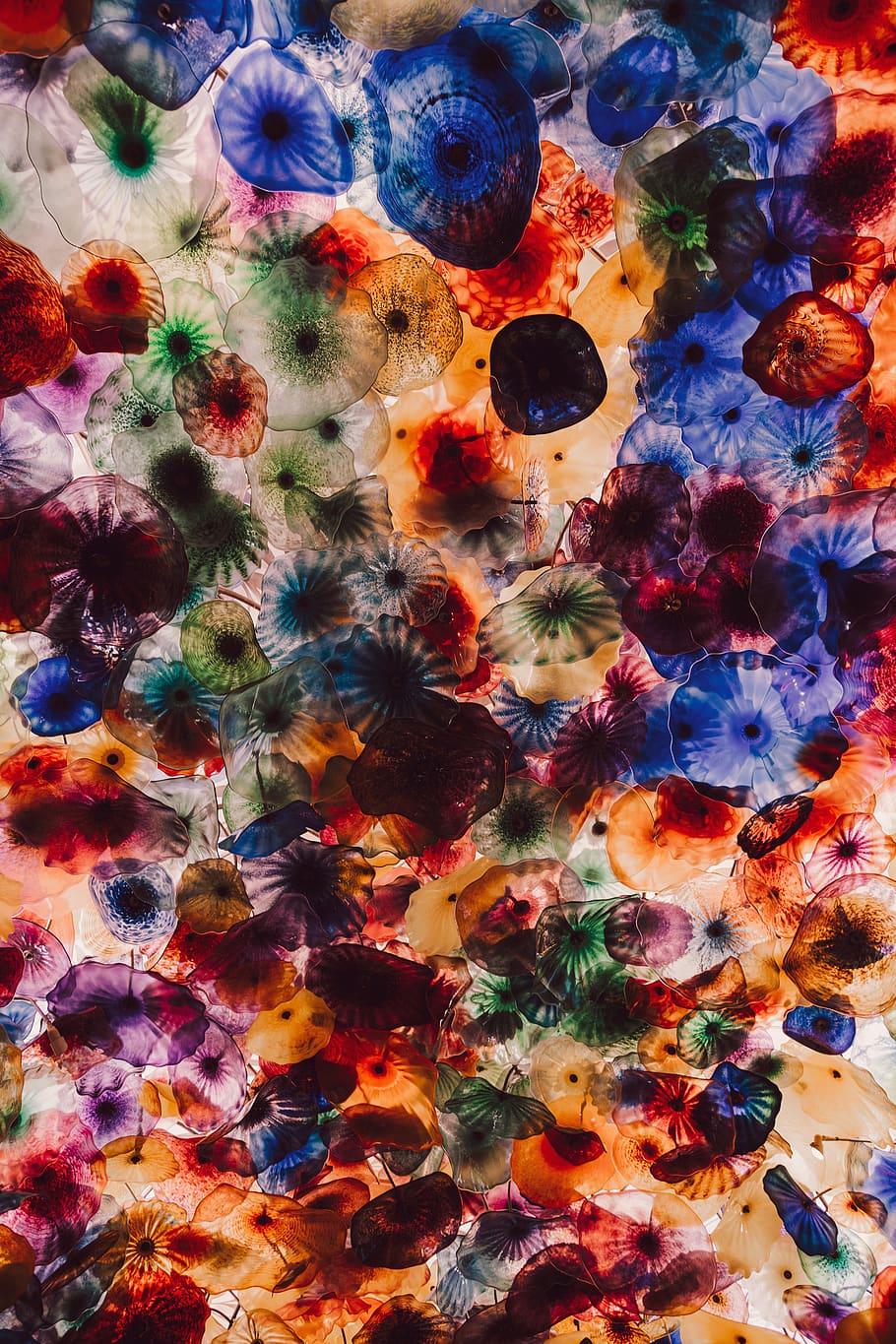 Colored Jellyfidshes, multi colored, full frame, backgrounds HD wallpaper