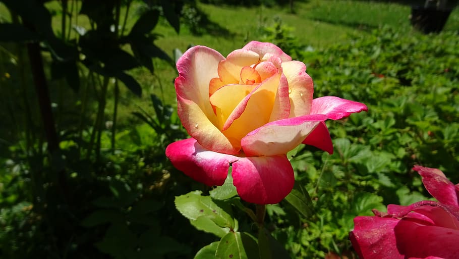 rose, flower, plant, flowering plant, beauty in nature, vulnerability HD wallpaper