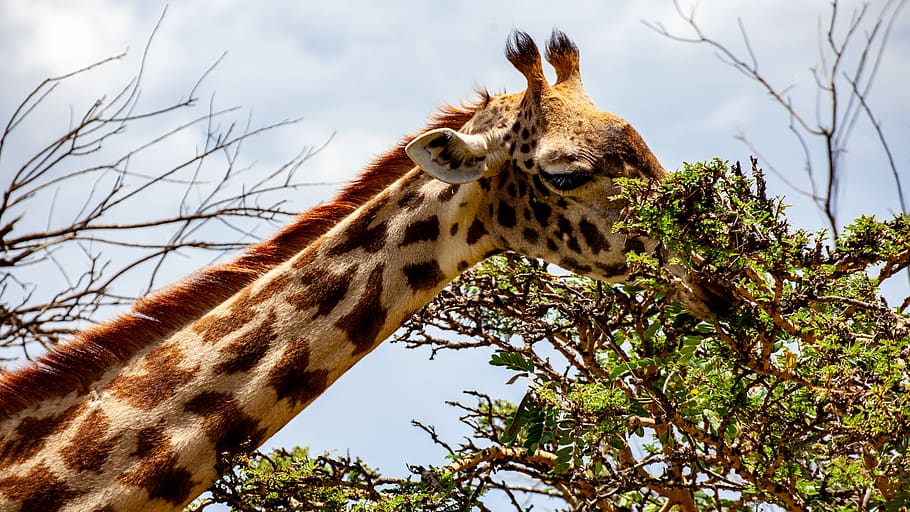 giraffe, tree, kenya, head, eat, nature, africa, animal, safari HD wallpaper