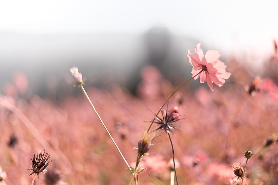 background, pattern, color, garden, natural, nature, pink, colorful HD wallpaper