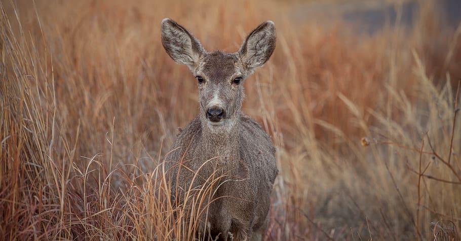 gray deer, wildlife, animal, mammal, grass, colorado, united states HD wallpaper
