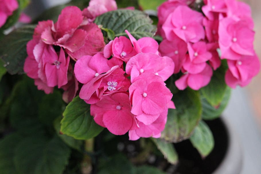 flower, tree, pink, macro, close up, canon, hd, beautiful, flowering plant HD wallpaper
