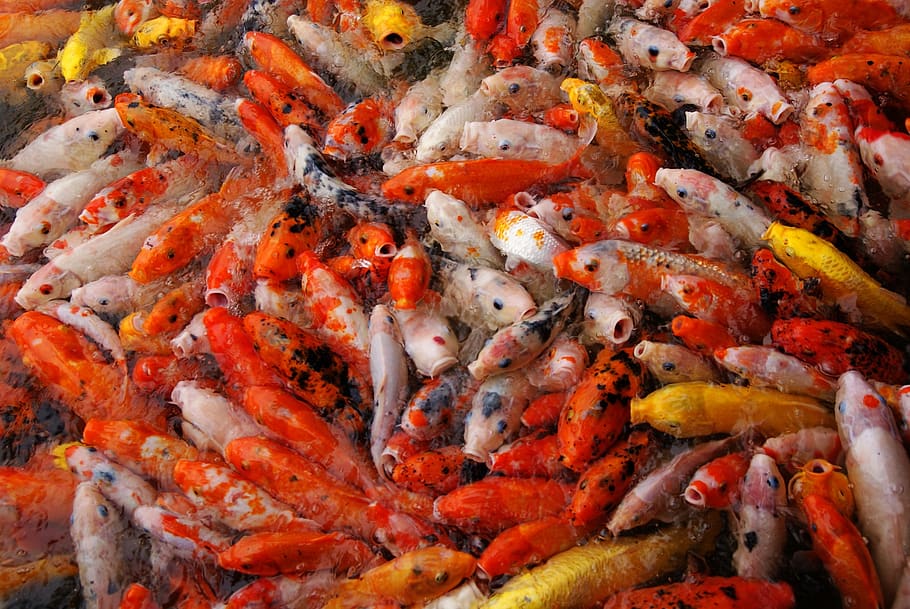 koi, carp, fish, water, swarm, feeding, hungry, pond, colorful, HD wallpaper