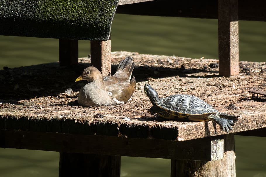 bird, water turtle, concerns, rest, silent, break, tortoise shell, HD wallpaper