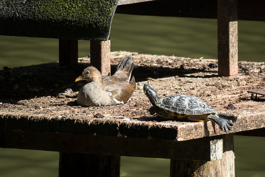 bird, water turtle, concerns, rest, silent, break, tortoise shell HD wallpaper
