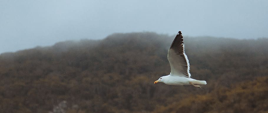 Seagull on Flight, daylight, feathers, flying, landscape, mountain HD wallpaper