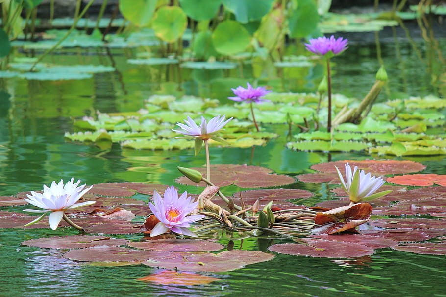 lily, pond, flower, flowering plant, water lily, lake, beauty in nature HD wallpaper