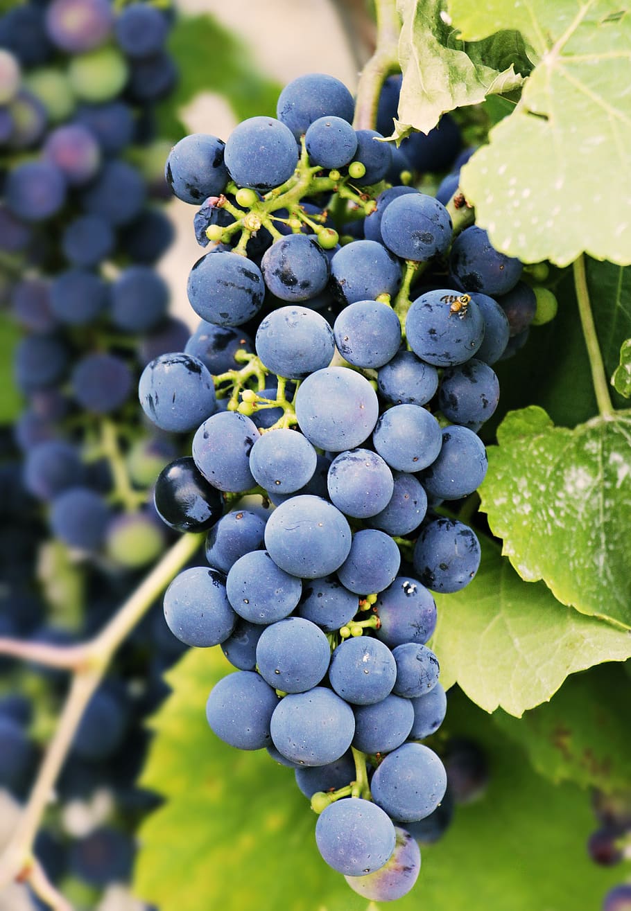 grapes, grapevine, fruit, wine, winegrowing, vines, rebstock HD wallpaper