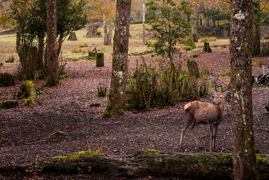 ground, tree, plant, sheep, mammal, animal, antelope, wildlife HD wallpaper