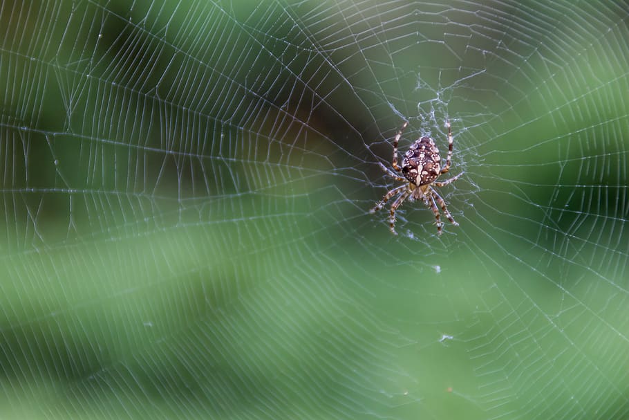 poland, spider, web, cross, morning, macro, fragility, animal themes HD wallpaper