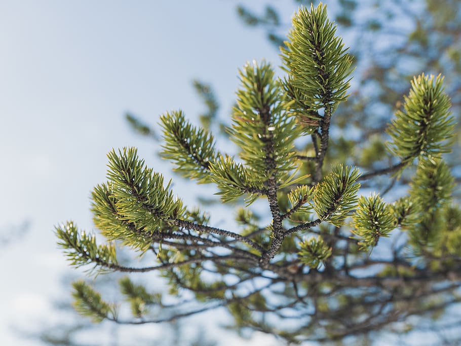 art lasovsky, hasselblad, pine, branch, north, nordic, scandinavia, HD wallpaper