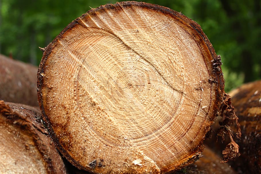 germany, tree, close-up, tree ring, textured, focus on foreground HD wallpaper