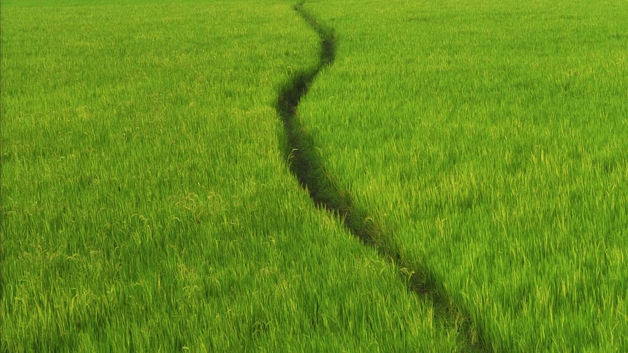 field, grass, green, green color, plant, landscape, growth HD wallpaper