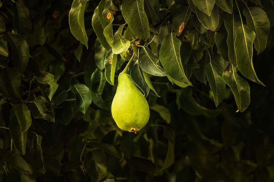 pear, tree, green, plant, light, fruit, shadow, food, nature HD wallpaper