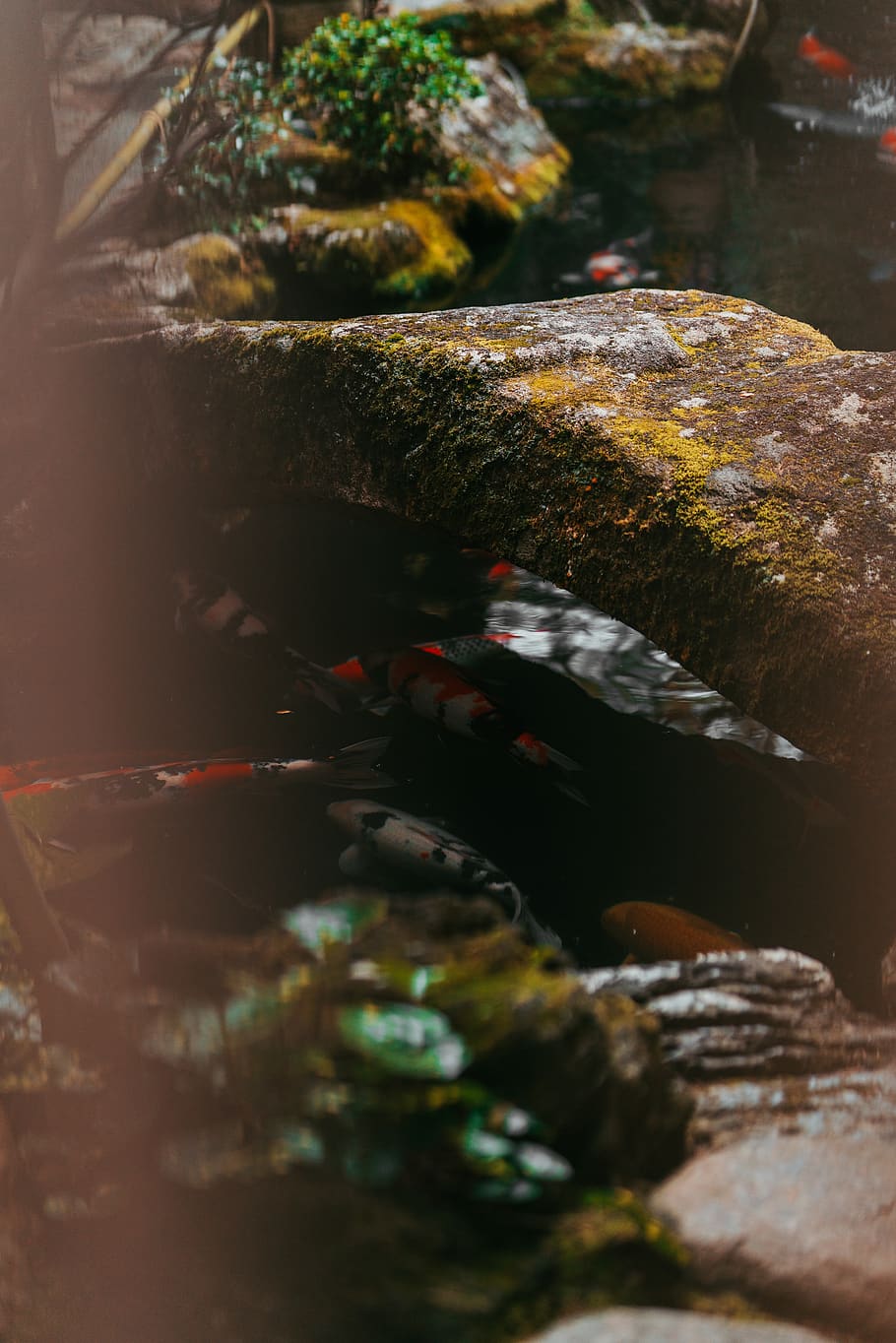plant, aquatic, animal, algae, bird, pond, water, fish, zen HD wallpaper