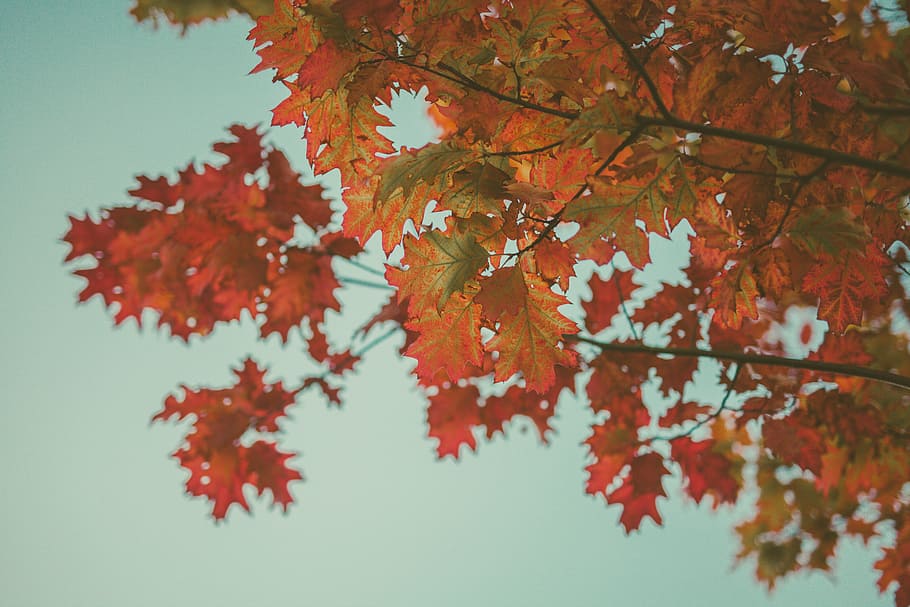 red-leafed tree, blue sky, outdoors, sunlight, leaves, oak, fall HD wallpaper