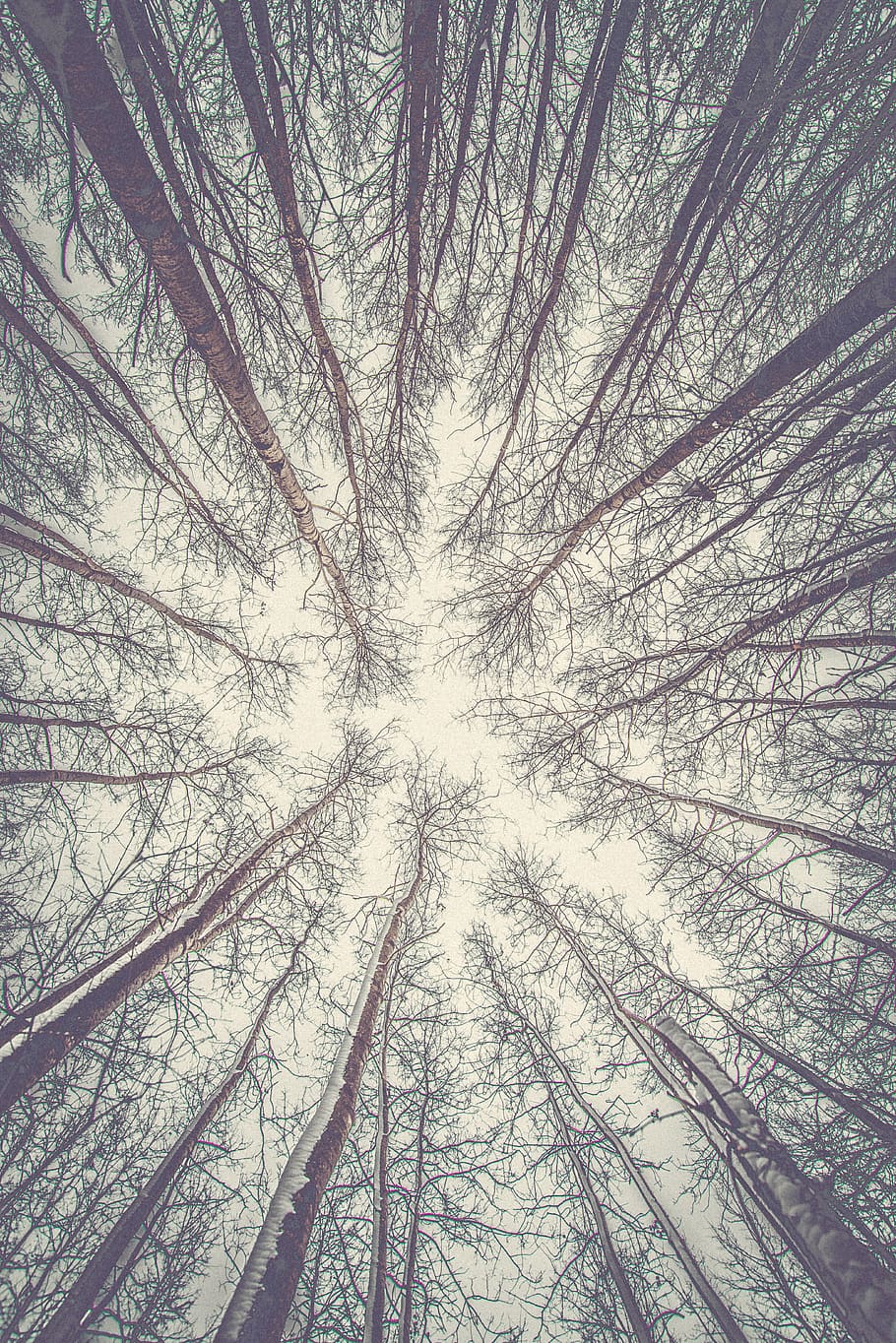worm's-eye view tree, forest, plant, land, tranquility, woodland HD wallpaper