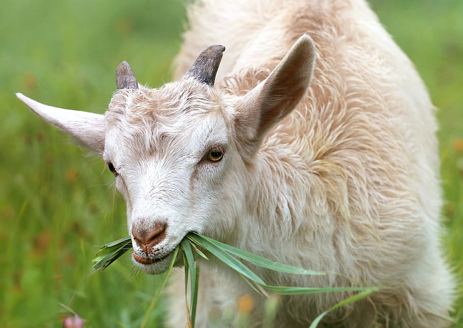 HD wallpaper: White Goat Eating Grass during Daytime, animal, animal  photography | Wallpaper Flare