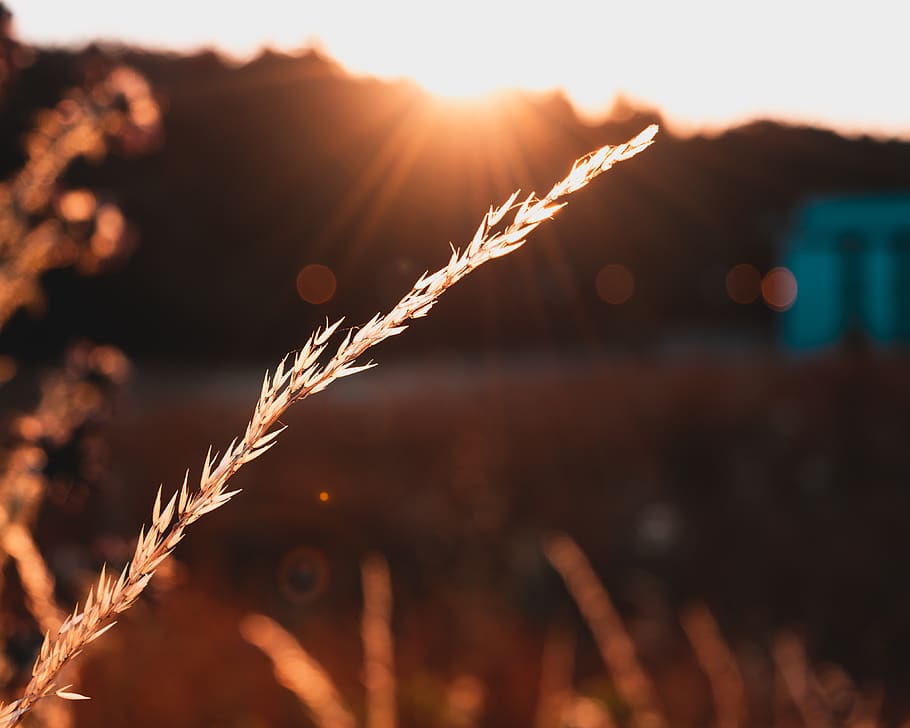 Selective Focus Photography of Grain, blur, cereal, close-up HD wallpaper
