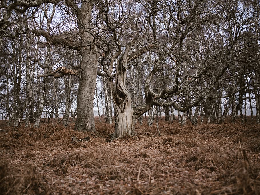 bare tree, plant, tree trunk, ground, para rubber tree, field HD wallpaper