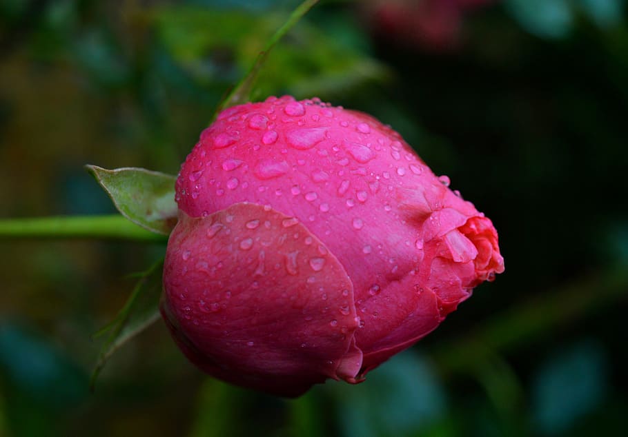 rosebud, closed, red, dewdrop, wet, drop of water, close-up