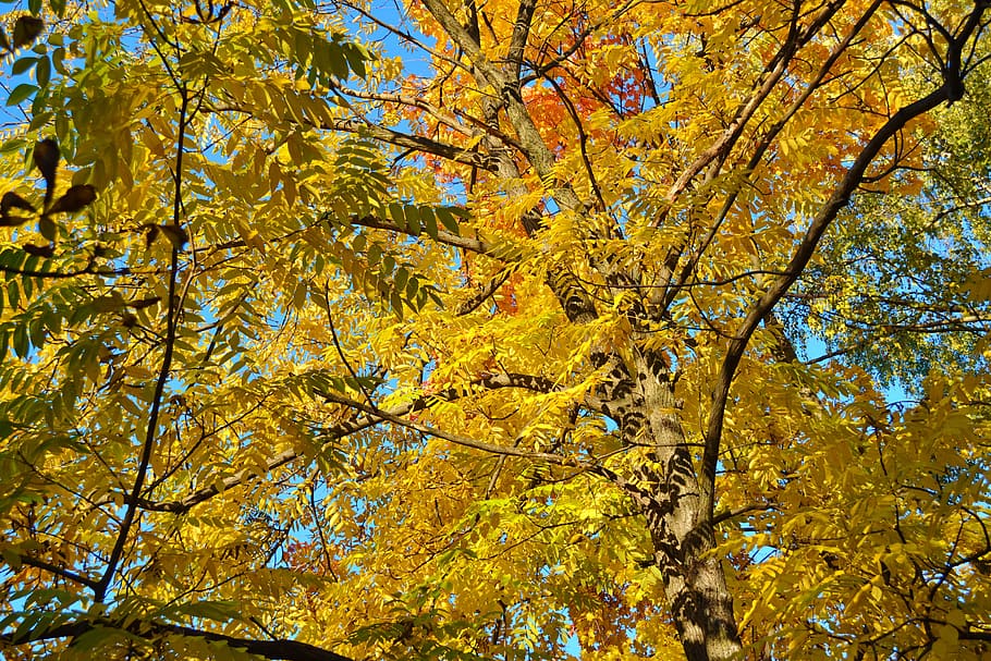 fall, autumn, leaves, tree, nature, season, october, trees HD wallpaper
