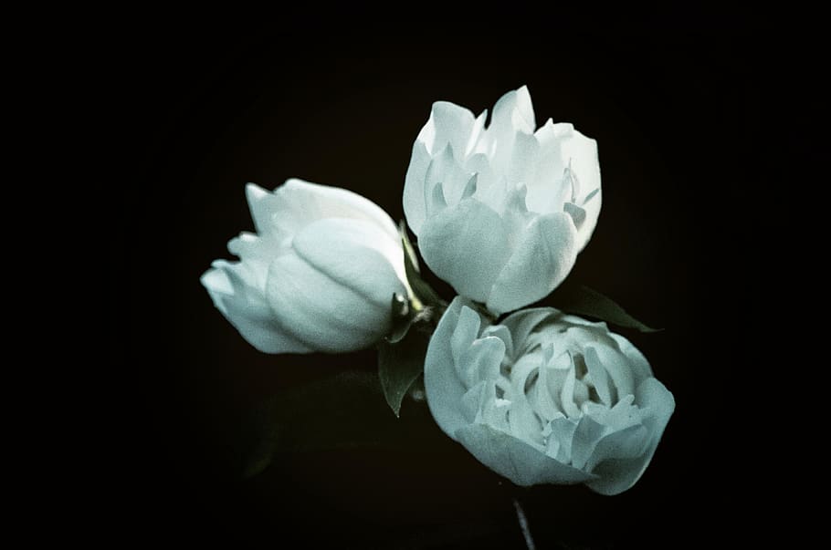 three white petaled flowers, flowering plant, freshness, beauty in nature HD wallpaper