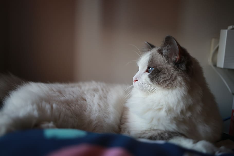 australia, melbourne, cat, eye, pet, domestic, pets, domestic cat HD wallpaper