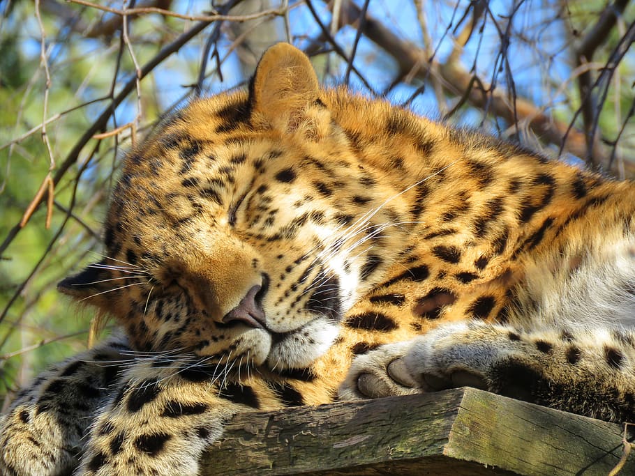 amur, leopard, asian leopard, big cat, animal world, carnivores, HD wallpaper