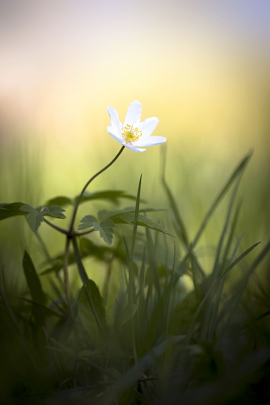 white flower, plant, flowering plant, freshness, beauty in nature HD wallpaper