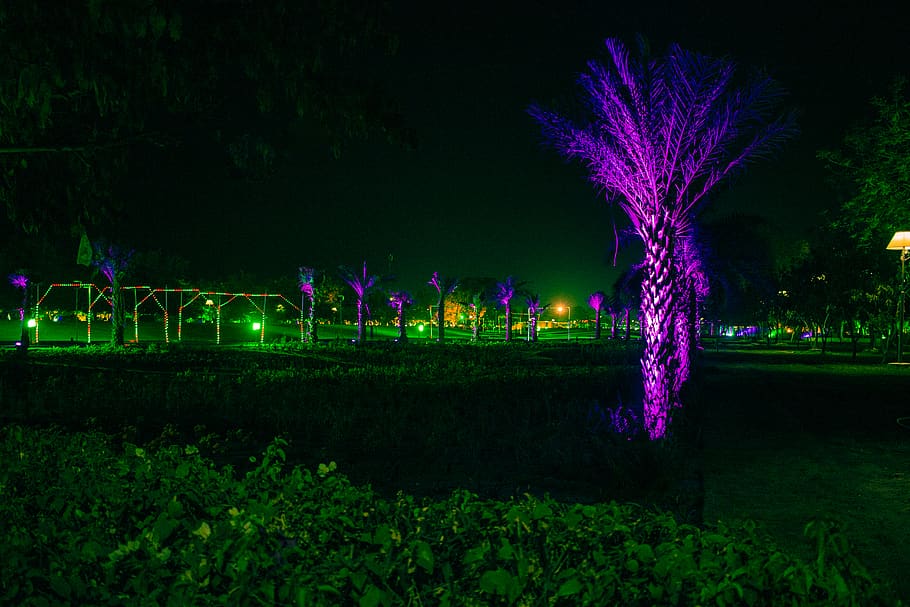 trees, celebration, vibrant, night, plant, illuminated, nature HD wallpaper