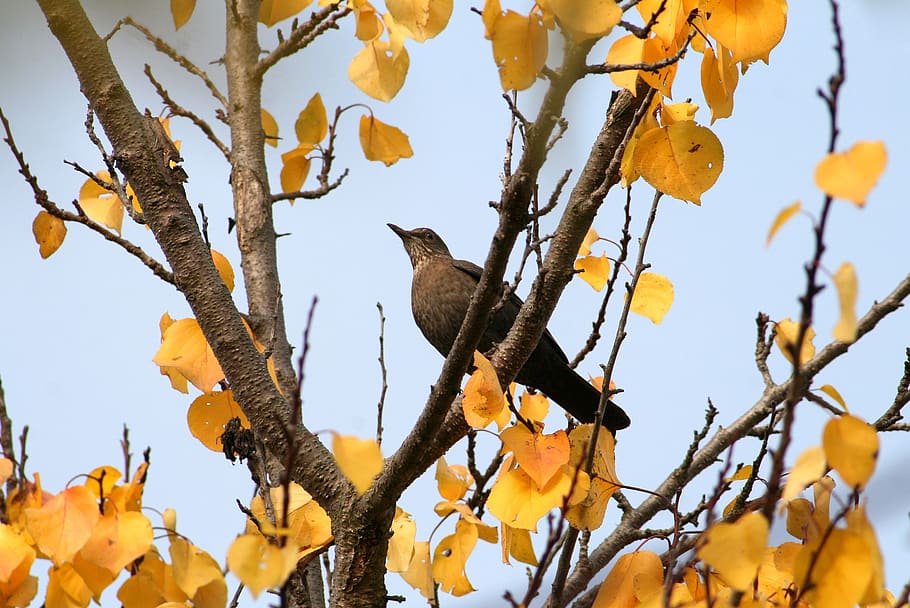 bird, thrush, garden, nature, wild world, natural, animal, beak HD wallpaper