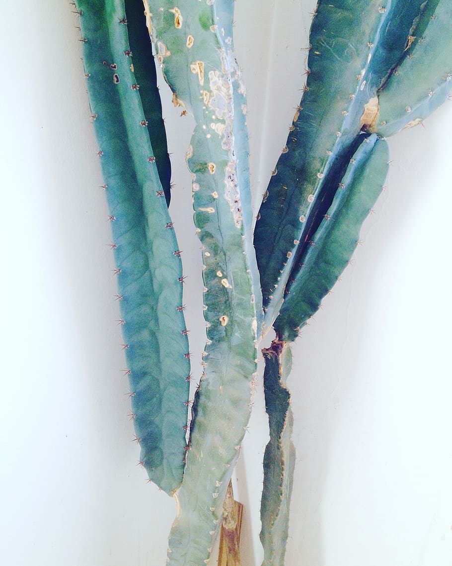 cactus, cacti, plants, places, green color, close-up, indoors HD wallpaper