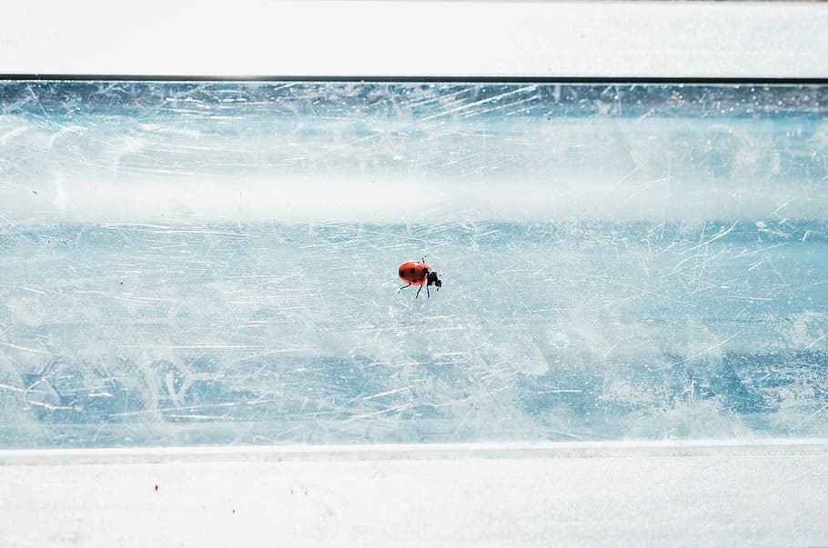 red beetle, winter, water, cold temperature, nature, day, one person HD wallpaper
