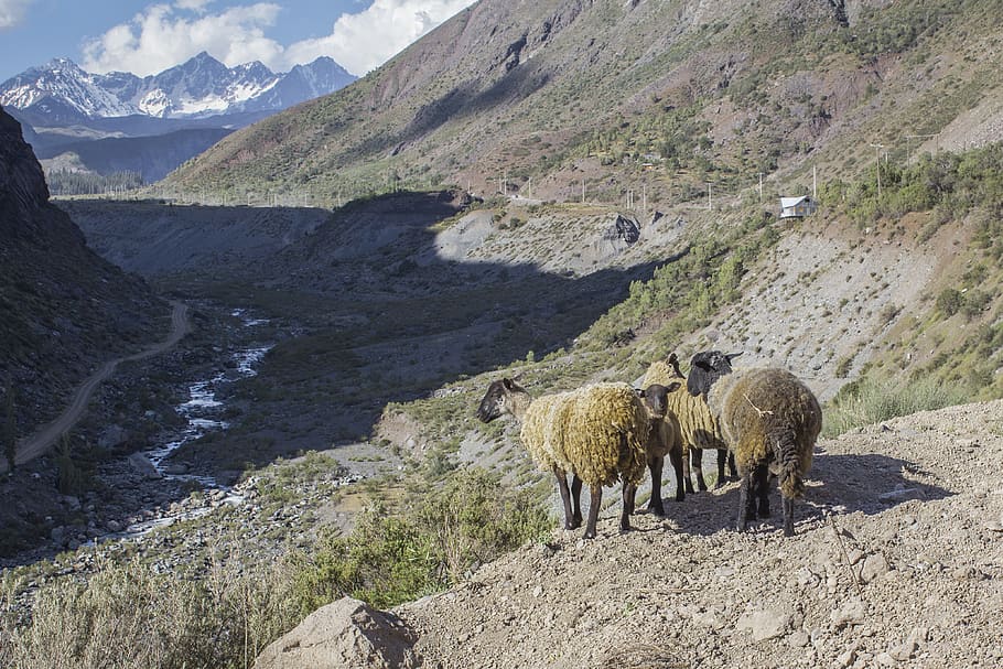 chile, cajon del maipo el manzano, sheep, santiago, mountain, HD wallpaper