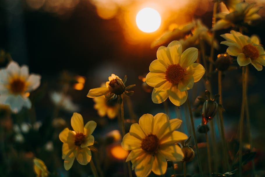 Yellow Petaled Flowers , bloom, blossom, daffodil, flora, golden hour HD wallpaper