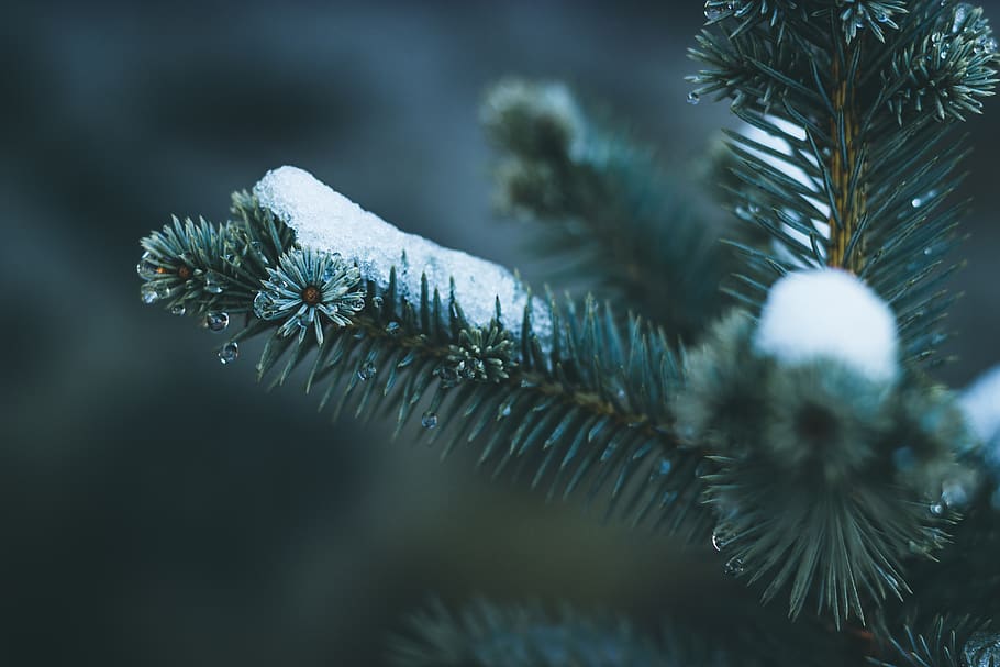 green pine tree with snow, plant, winter, cold temperature, selective focus HD wallpaper