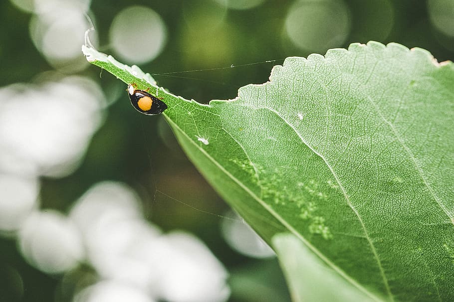 ladybug, macroshot, leaf, invertebrate, plant part, insect HD wallpaper